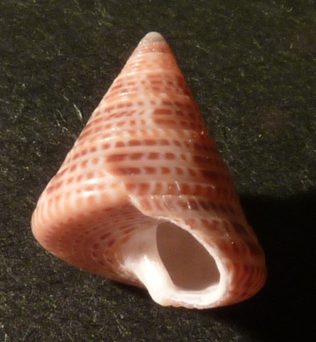 Trochidae Calliostoma conulus ?